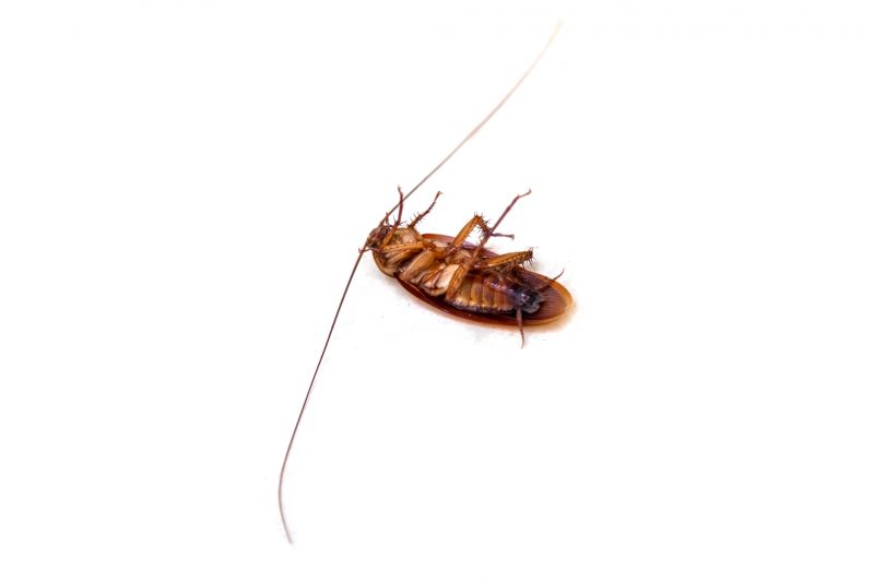 Cockroach Fumigation Service