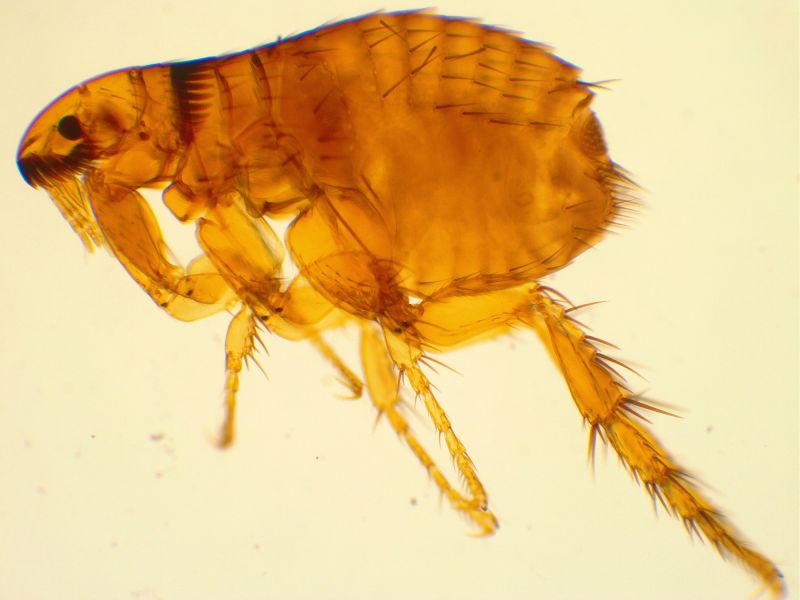 Flea Removal