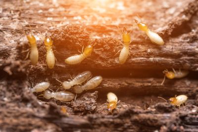 Termites after Fumigation